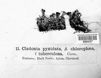 Cladonia chlorophaea image